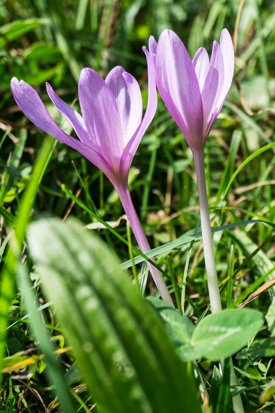 DSC02337.jpg