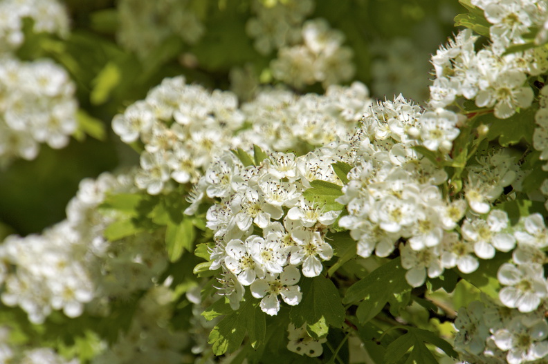 DSC08949_Radiant.jpg