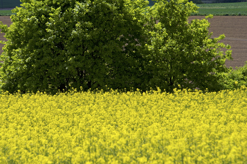 DSC08955_Radiant.jpg