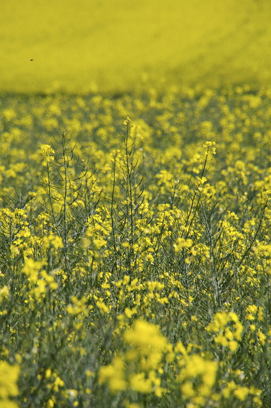 DSC08964_Radiant.jpg