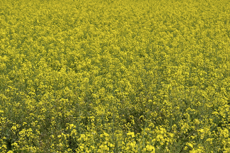 DSC08965_Radiant.jpg