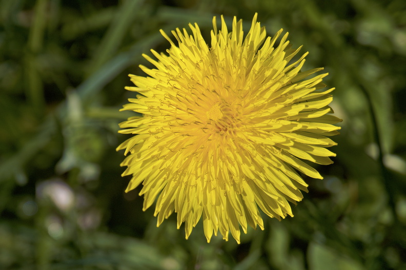 DSC08981_Radiant.jpg